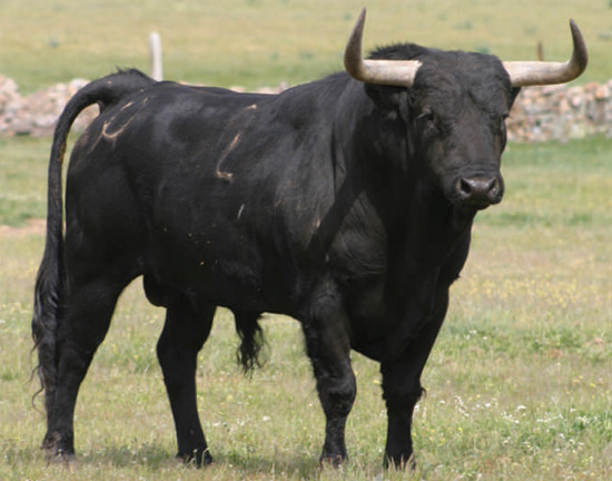 IR A TORO